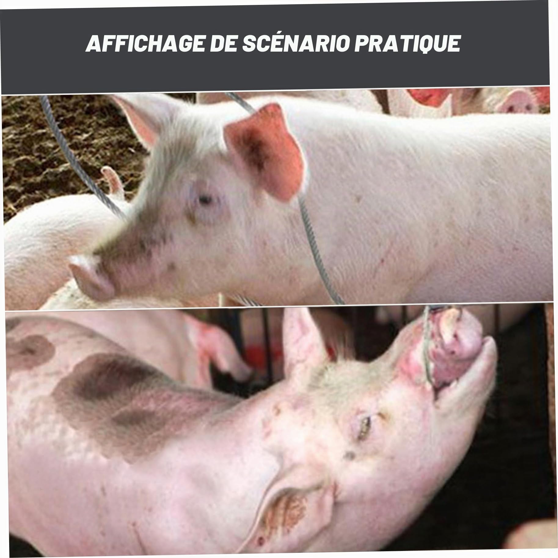 Pôle de Capture d'animaux 19 Pouces en Acier Inoxydable, Poteau de Chien avec Un Anneau réglable, contrôle des Animaux Robuste pour Les Compagnie Utilisation et Manipulation la séc