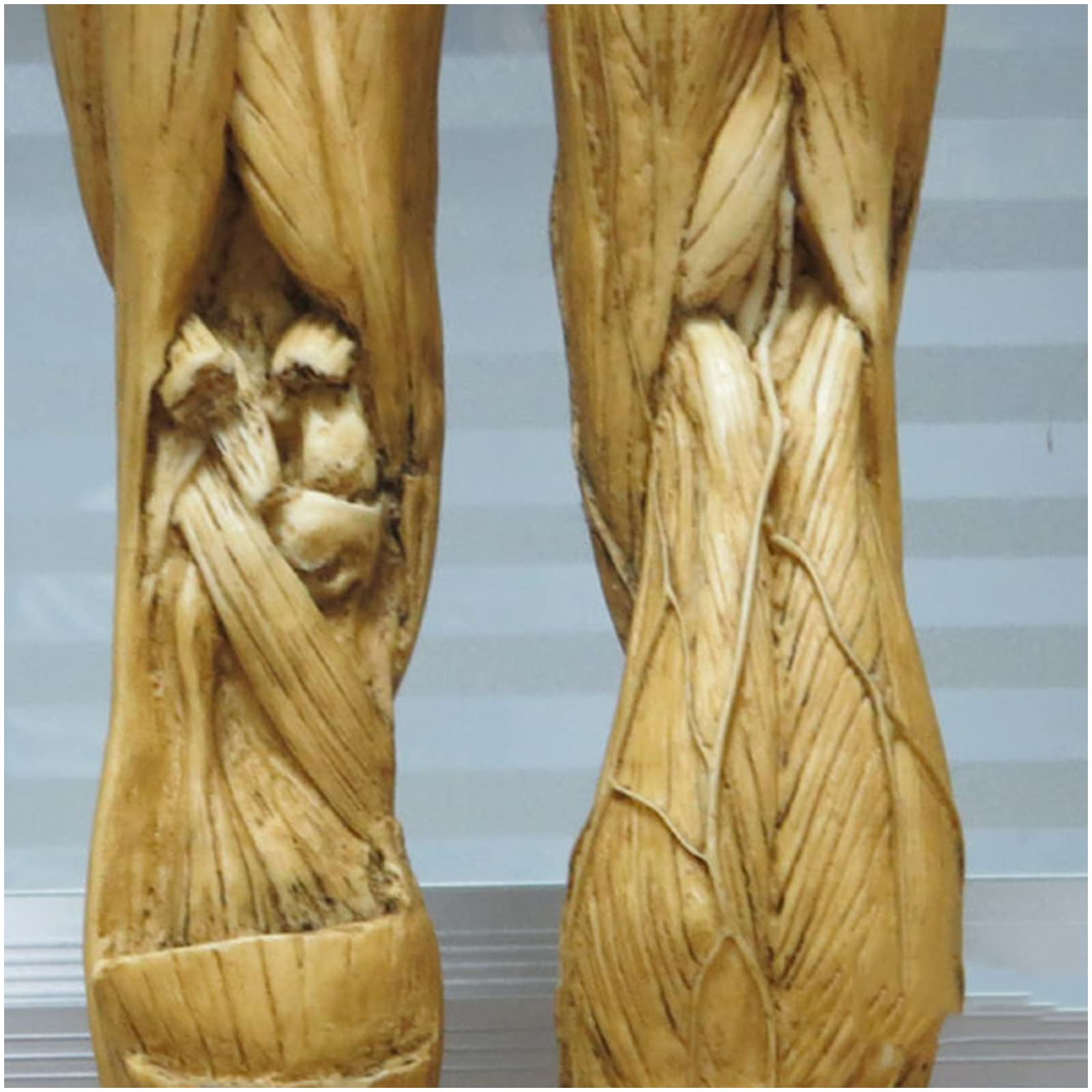 Figura de anatomía humana Modelo de anatomía muscular de 23,6 pulgadas - Figuras masculinas femeninas musculoesqueléticas del cuerpo humano Referencia anatómica