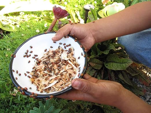 Live Ladybugs - 1500 Count Natural Pest Control