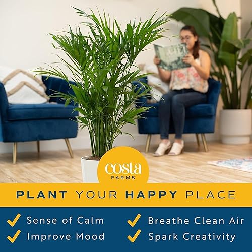 Miniatura 25 de Costa Farms Palma de bambú, planta de interior fácil de cultivar, planta de interior viva en maceta decorativa, decoración de habitación u oficina