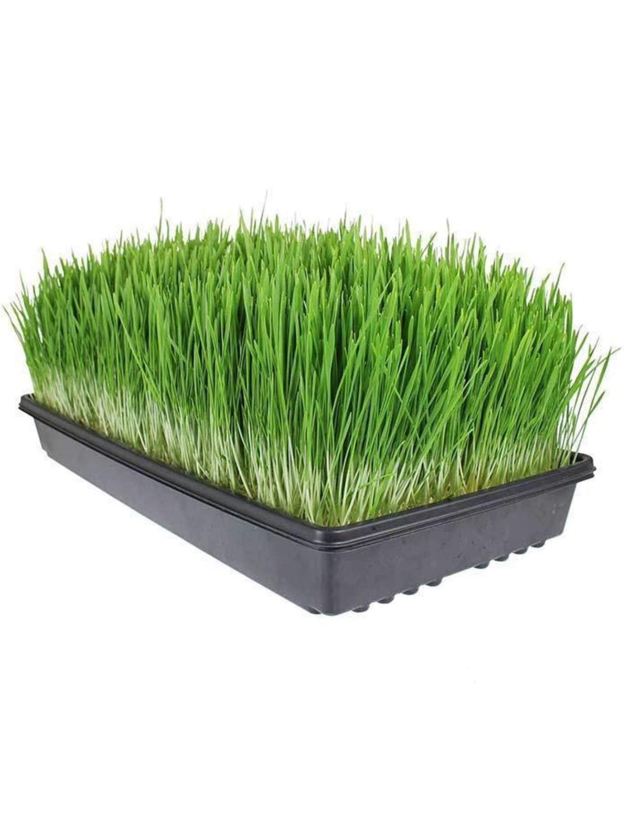 Living Whole Foods Confezione da 20 vassoi in plastica nera resistente (senza fori di scarico) 53,3 x 27,9 x 5,1 cm – fiori, piantine, piante, erba di grano, microgreens e altro ancora