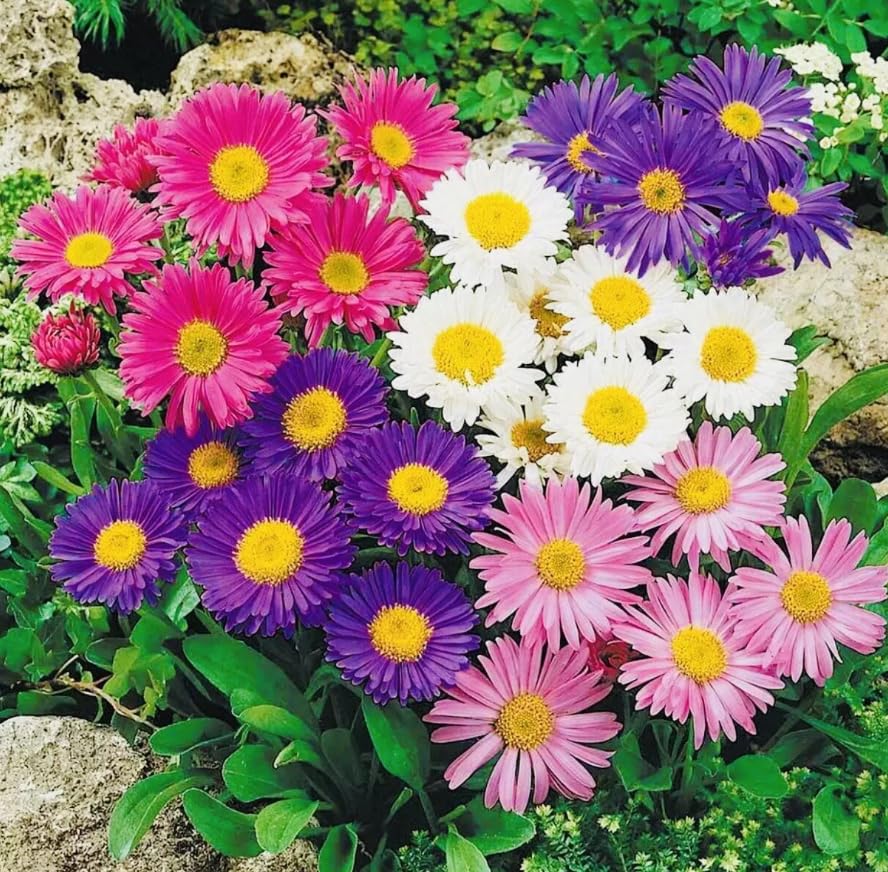 1 Pack of 80 SEEEDS Aster Alpine Mix - Aster ALPINUS