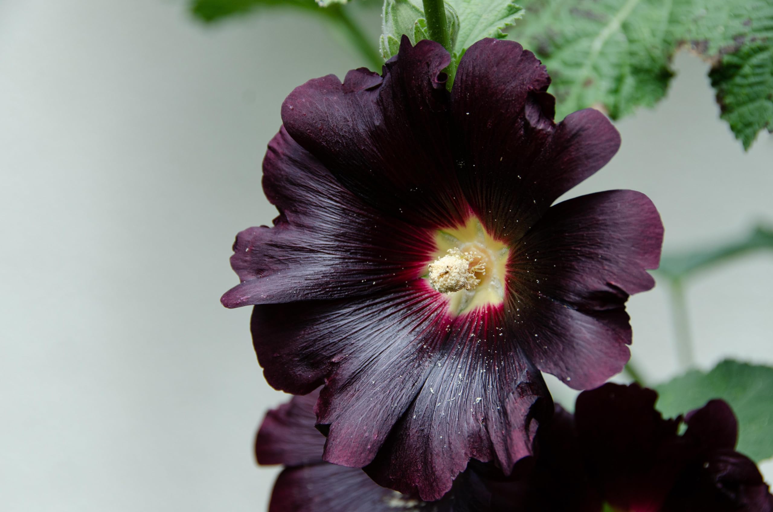 Schwarze Stockrose (Alcea rosea ´Nigra´) Samen. Malvengewächs Malvaceae (20000 Samen = 144,0g)