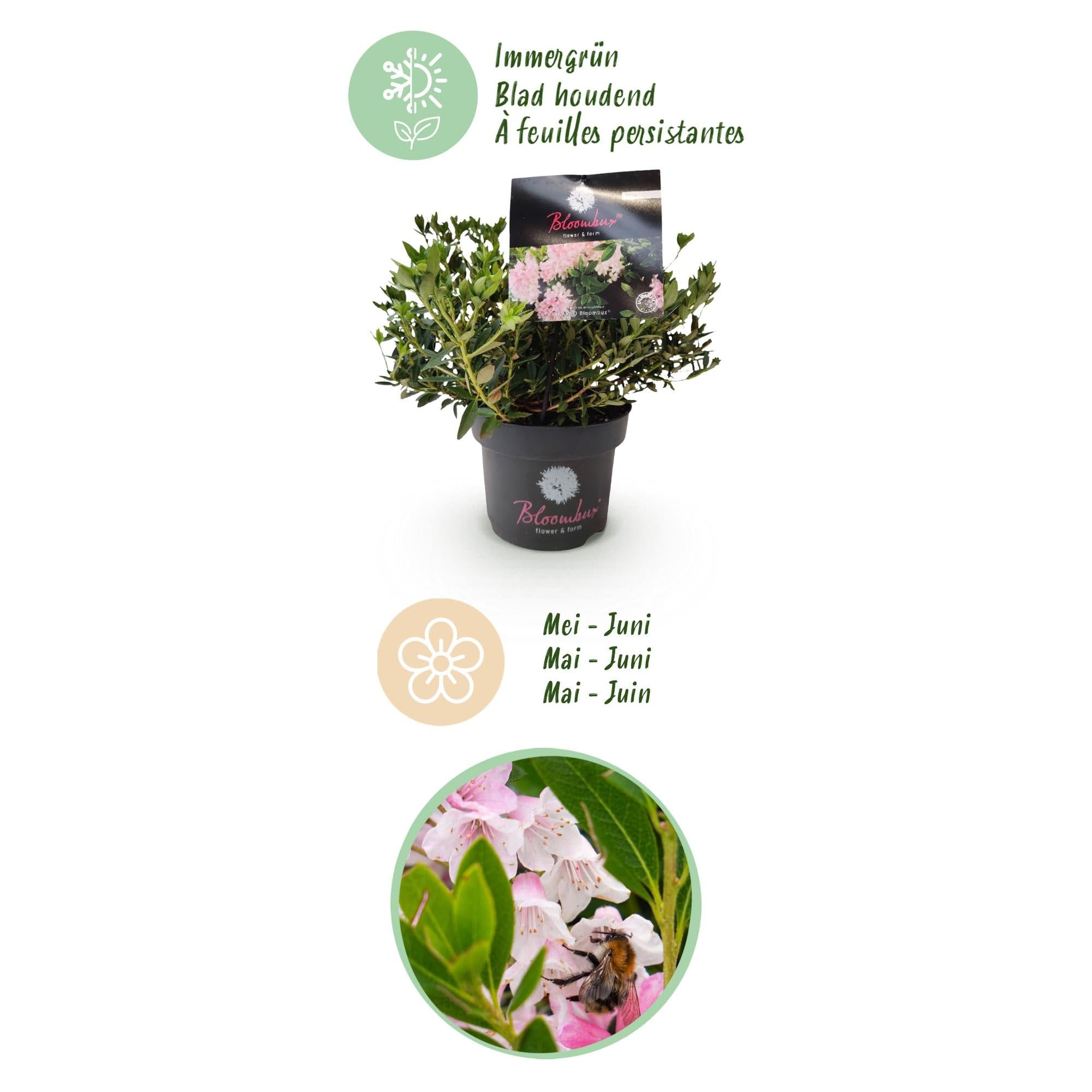 Rhododendron Bloombux Light Pink Zwerg-Rhododendron als 6 Pflanzen 30-40 cm