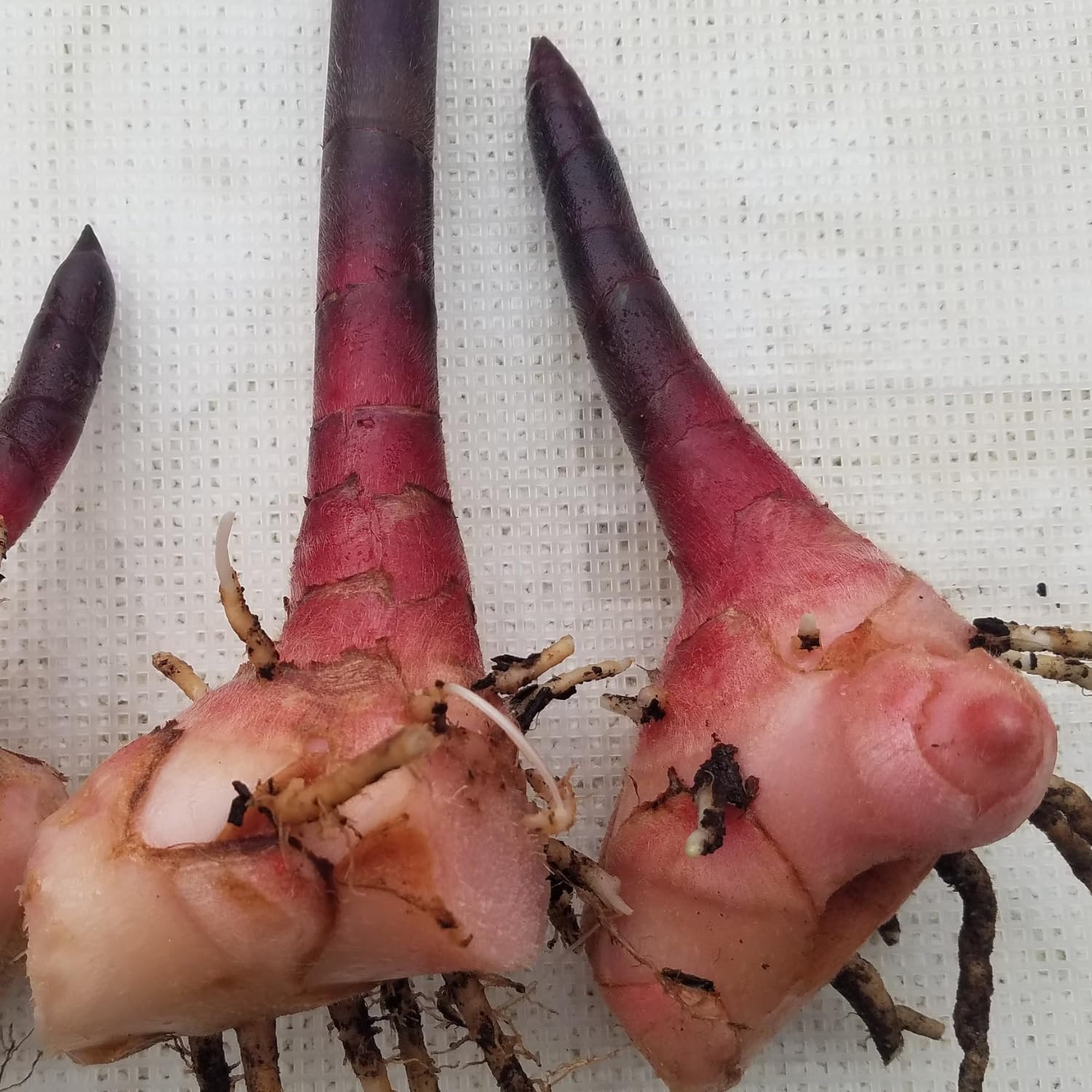 Hug A Plant | Insulin Plant Rhizome (Chamaecostus cuspidatus) (500GM) (500 GM) (B0CBCLGMRX) Amazon Price History, Amazon Price Tracker