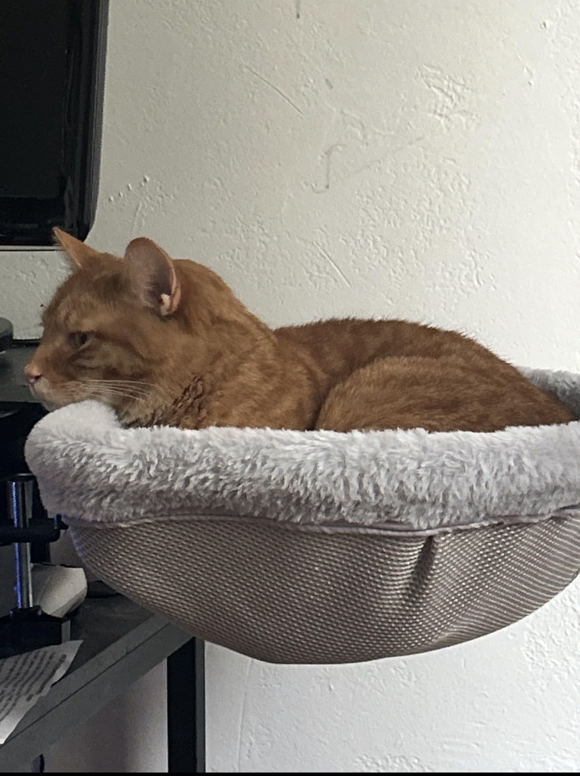 Foto de cliente con hamaca para gato