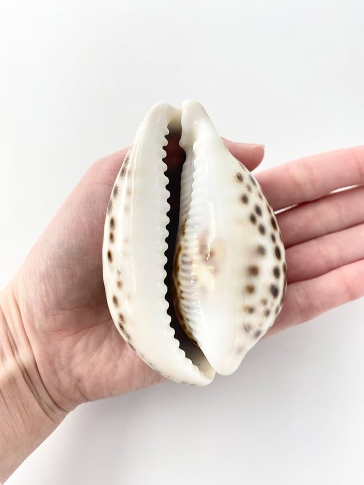 Amazon.co.jp: 【貝殻の問屋さん】シプレアタイガー大(ホシダカラ Amazon.co.jp: 【貝殻の問屋さん】シプレアタイガー大(ホシダカラ