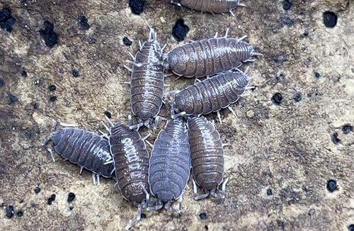 Porcellionides Pruinosus - 10 unidades de isópodos vivos para comida de terrario y reptiles
