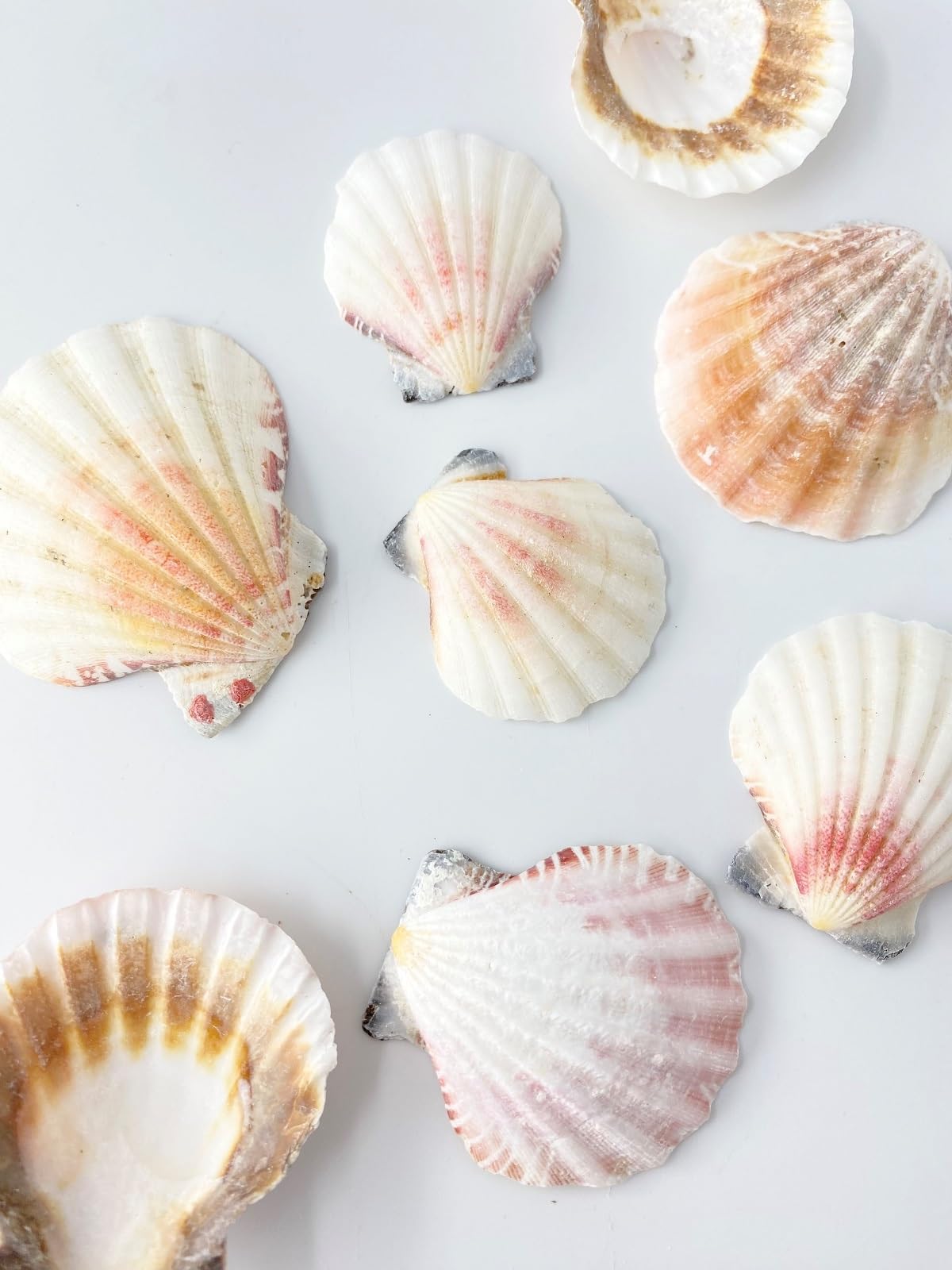 Amazon.co.jp: 貝殻の問屋さん: 二枚貝