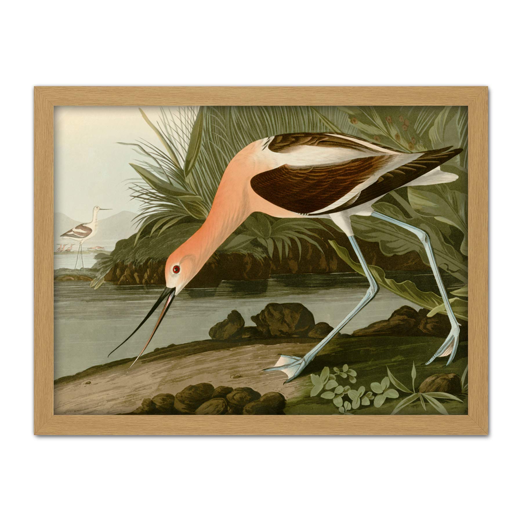 Artery8 Audubon Birds America American Avocet Artwork Framed Wall Art Print 18X24 Inch