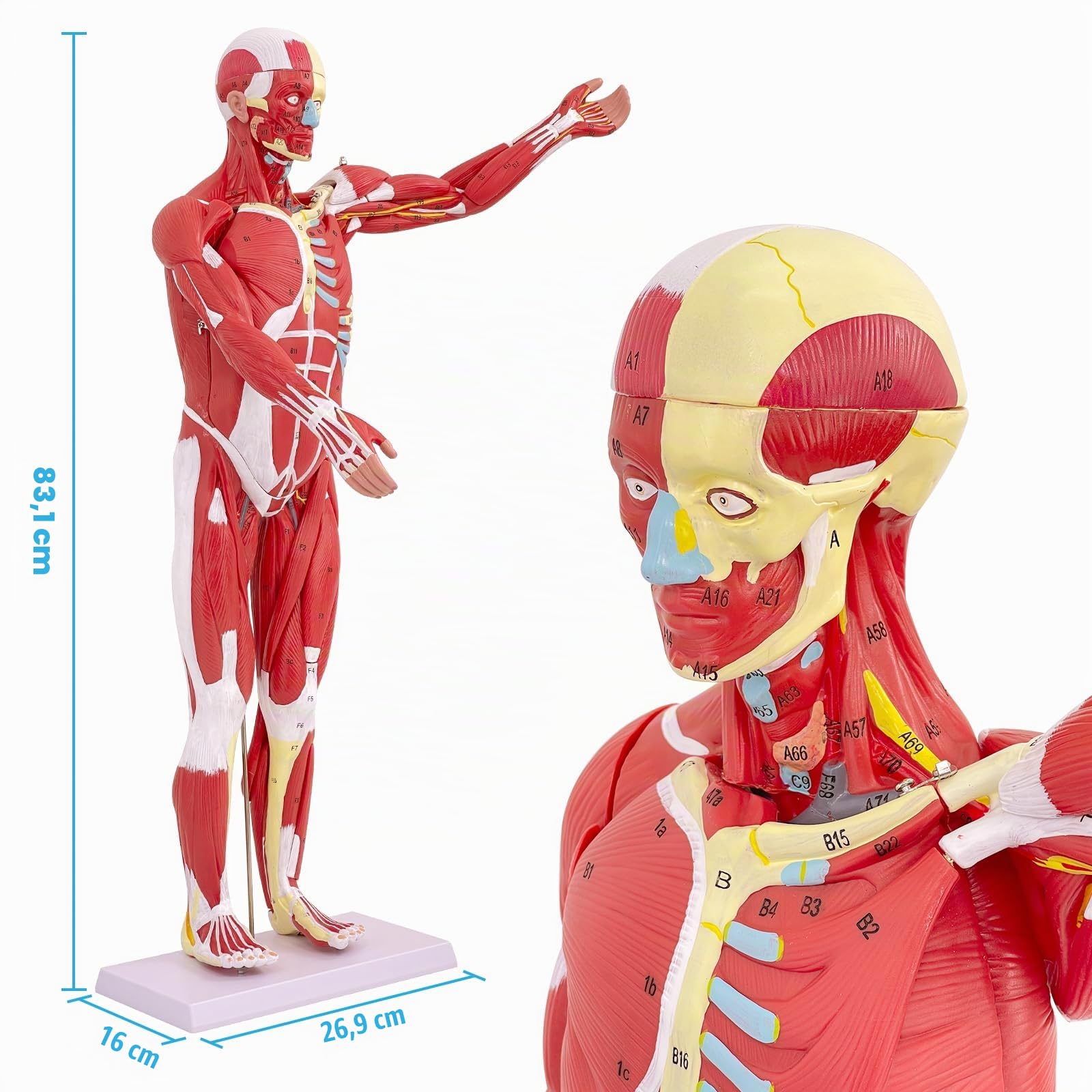 Menschliche Anatomie Muskel-Modell, Muskel Modell 80cm mit Abnehmbarem Organ 27 Teilig, Muskulatur Modell für Medizinische Physiologie, Studium und Lehre (Menschliche Muskulatur)