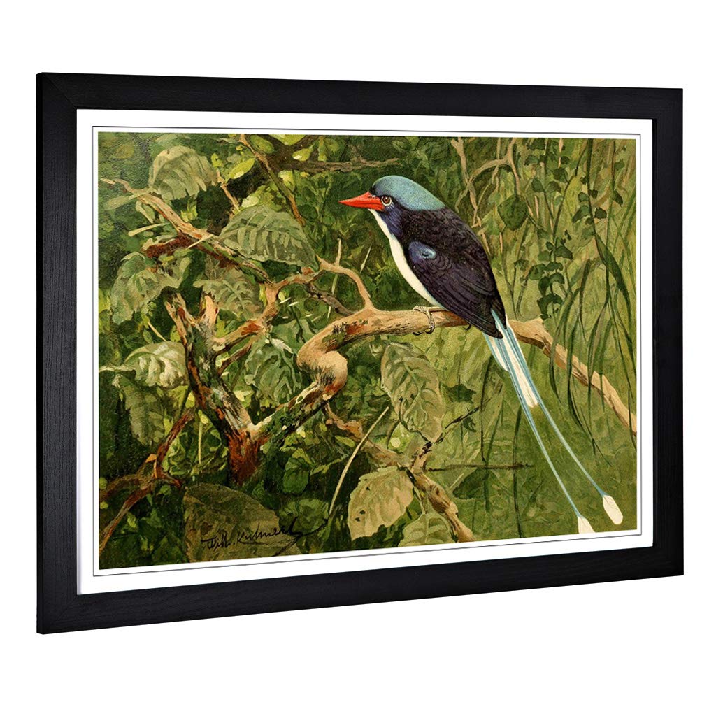 Big Box Art Framed Print of Vintage W Kuhnert Paradise Kingfisher Design | Wall Art Picture | Home Decor for Kitchen, Living Room, Bedroom, Hallway, Black, A2 / 24.5x18 Inch / 62x45cm