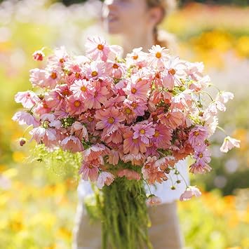 Eden Brothers Cosmos Seeds