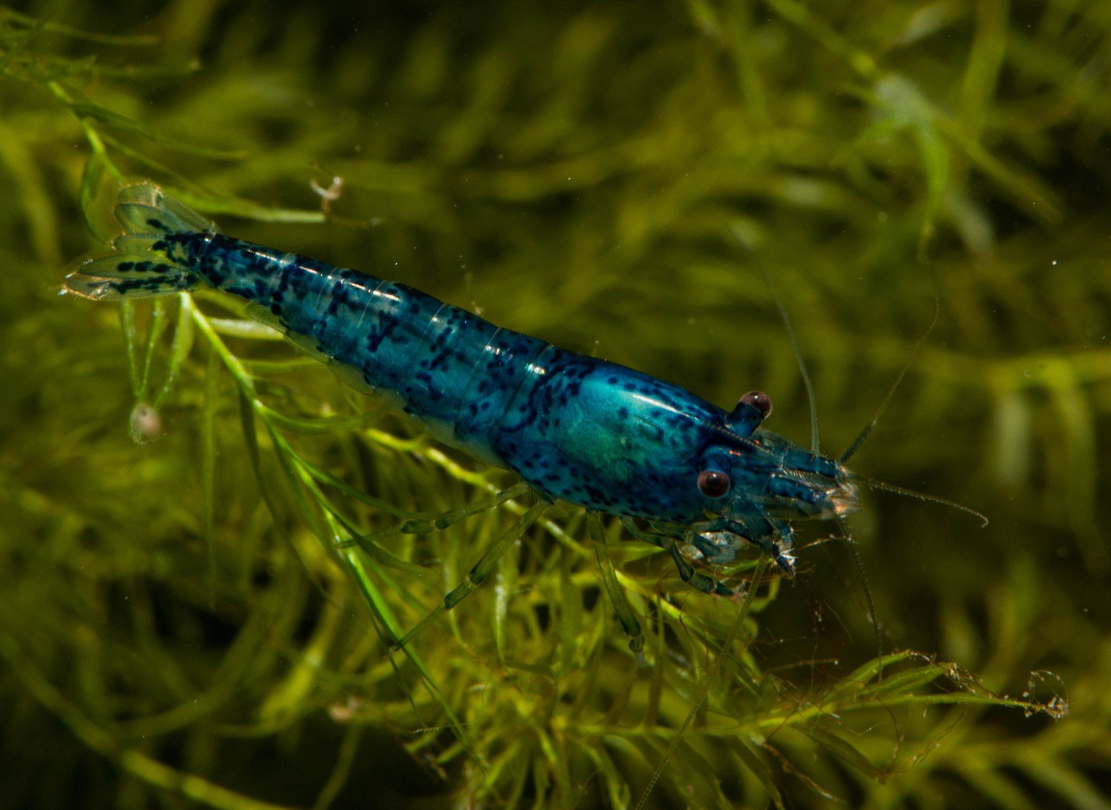 Blue Diamond Zwerggarnele (DNZ), 10 Stück