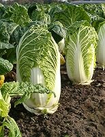 Michihili Chinese Cabbage Seeds - 300 Heirloom Non-GMO 1g Bulk Pack for Crisp Garden Harvests & Survival Planting