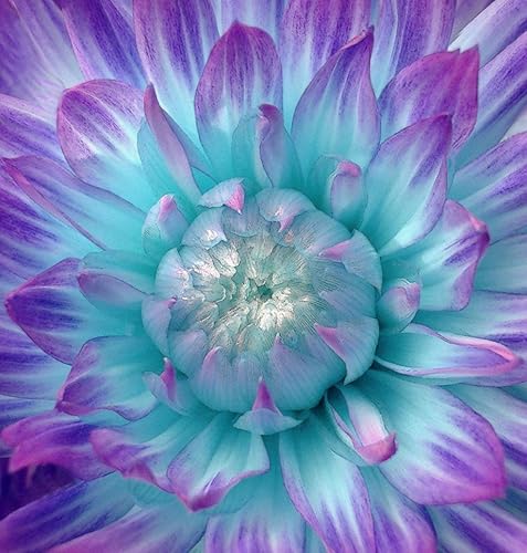 Kit de pintura de diamantes 5D para bricolaje, color morado, aguamarina, dalia, taladro completo, pintura, manualidades, lienzo para decoración de