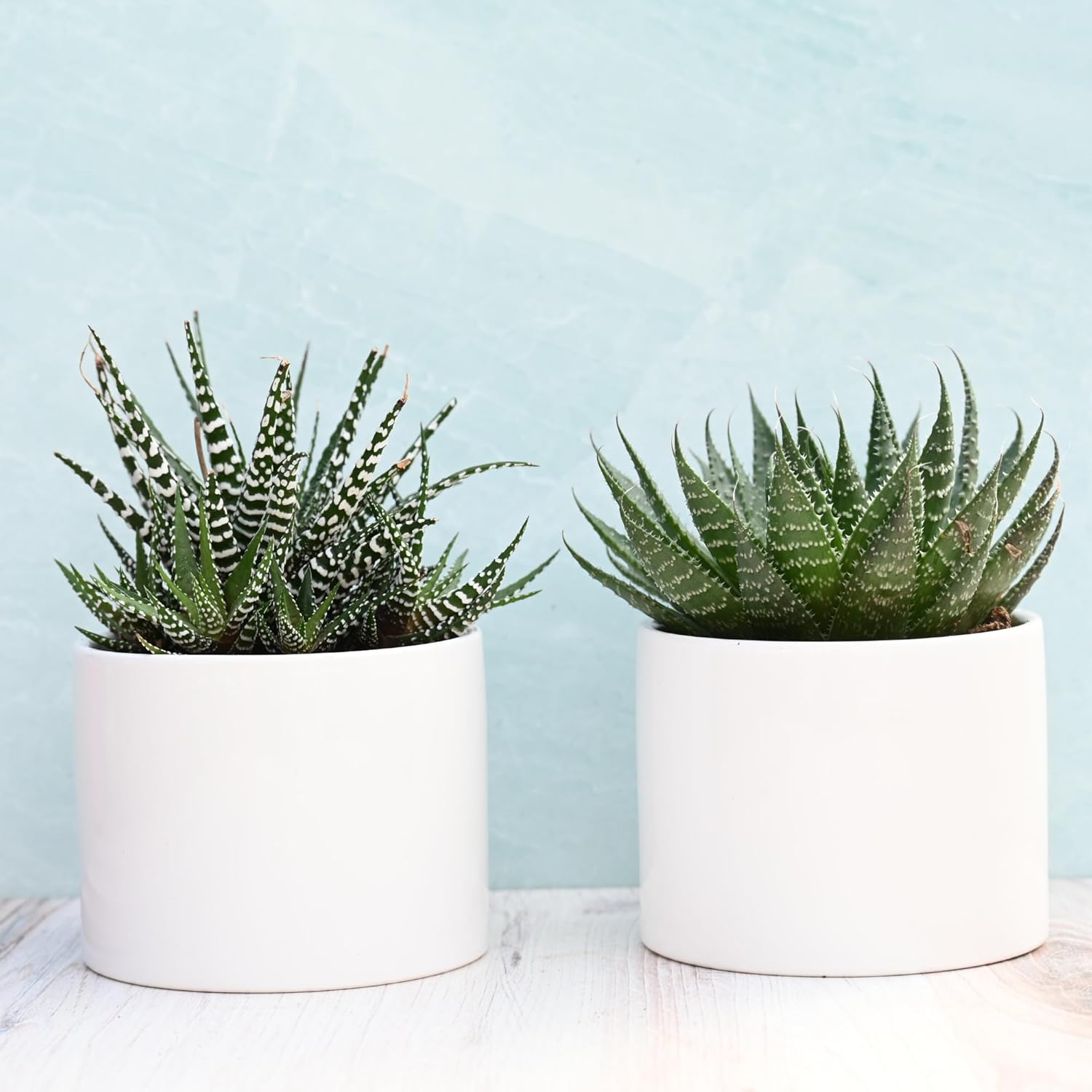Live Potted Succulents – Live Succulent Plants in Pots (Aloe Collection)