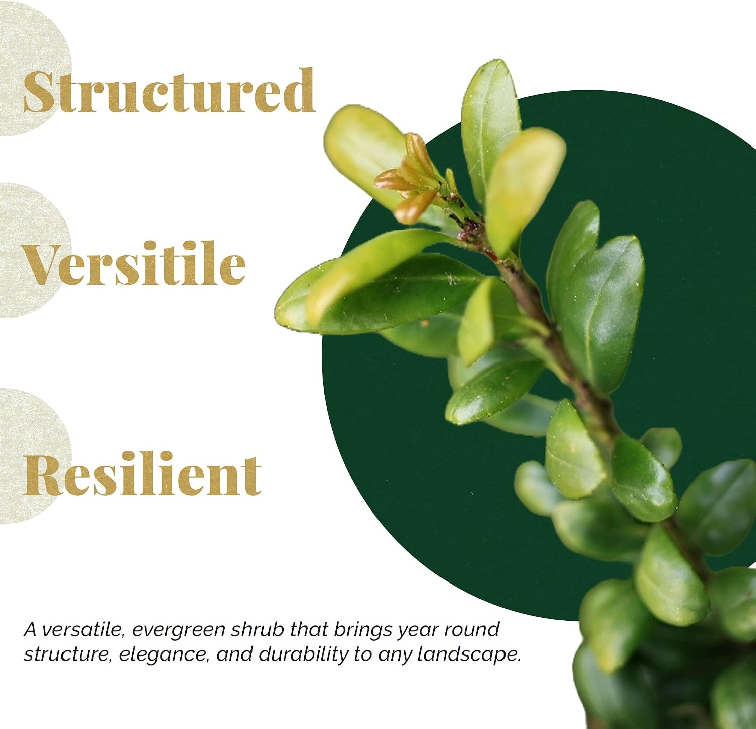 4 Green Mountain Boxwood, Live Plants – Buxus ‘Green Mountain’ – Thriving in 2.5” Nursery Cubes – Hardy, Adaptable Evergreen with Bright Foliage