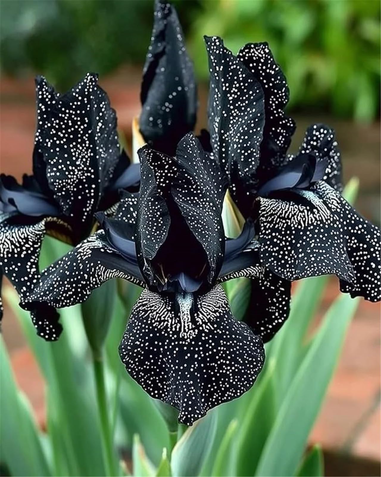 Excellent Display,Natural Organic,Iris Bulbs for Planting, Bearded Iris Bulbs,Wedding Flowers, Cut Flowers -6 Bulbs-j