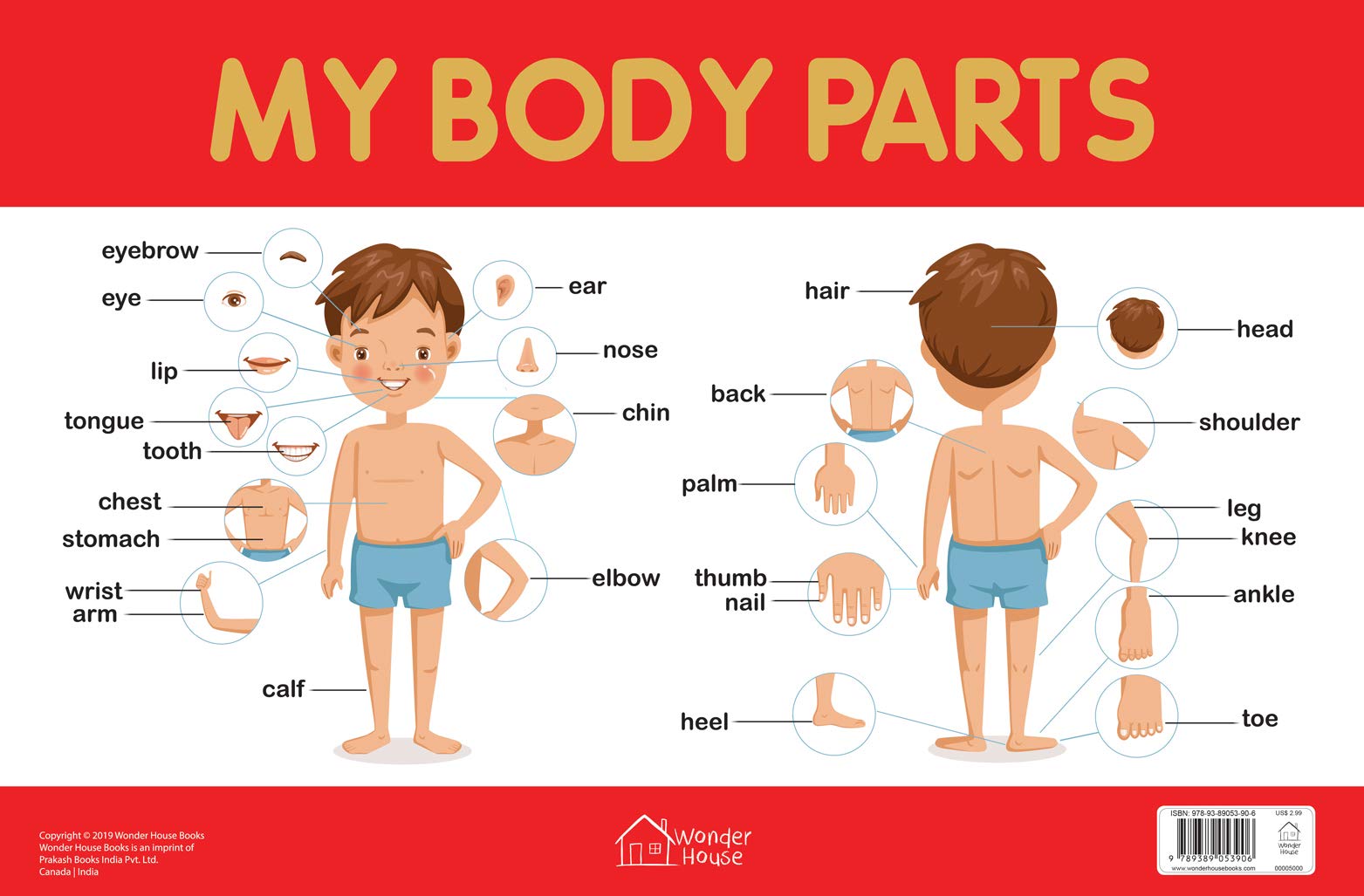 Body Parts Chart Female Diagram Of The Human Body Using Etymologies 