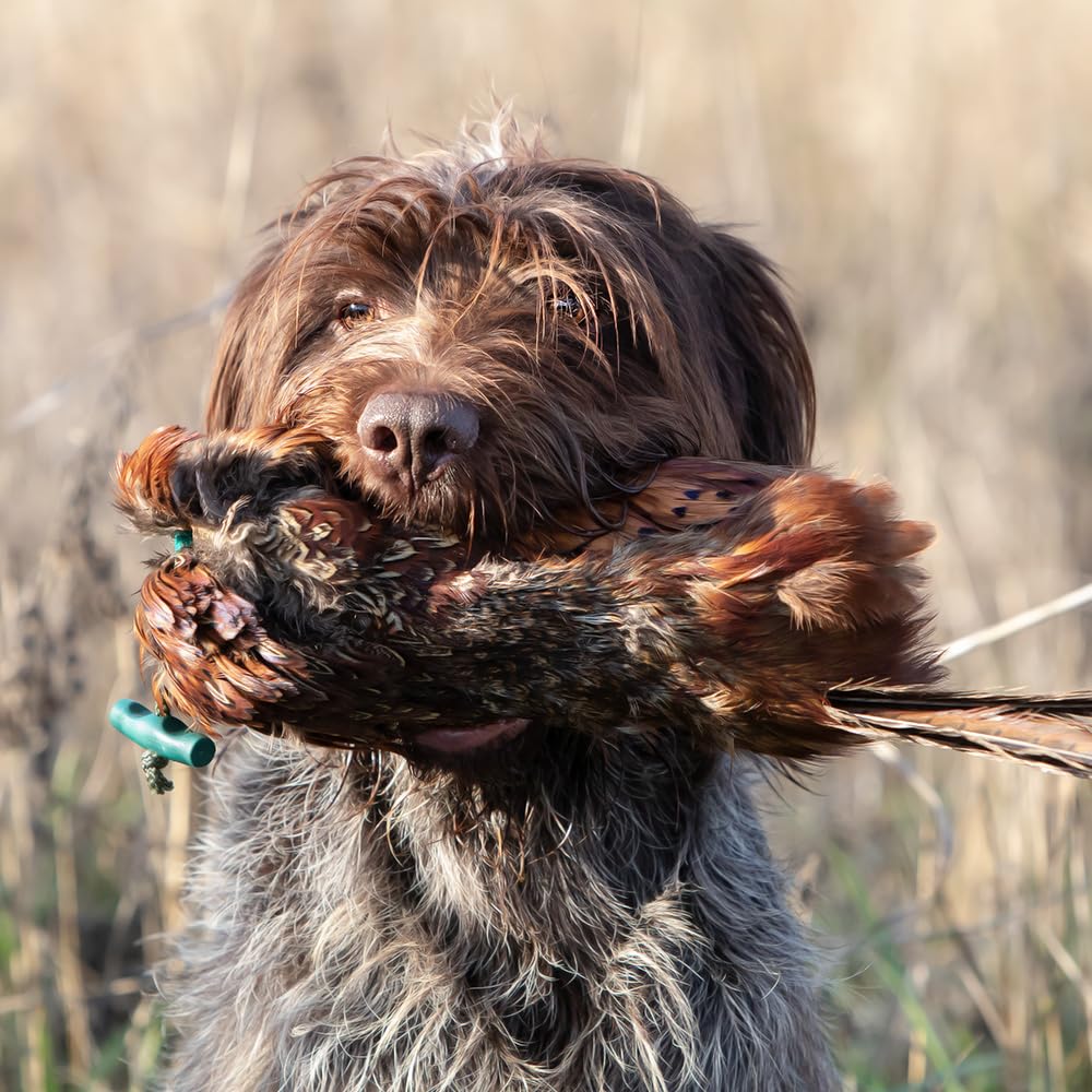 Romneys Fasanendummy - 500 g - Avec véritable robe en plumes - Idéal pour la formation de chiens de chasse - Flottant