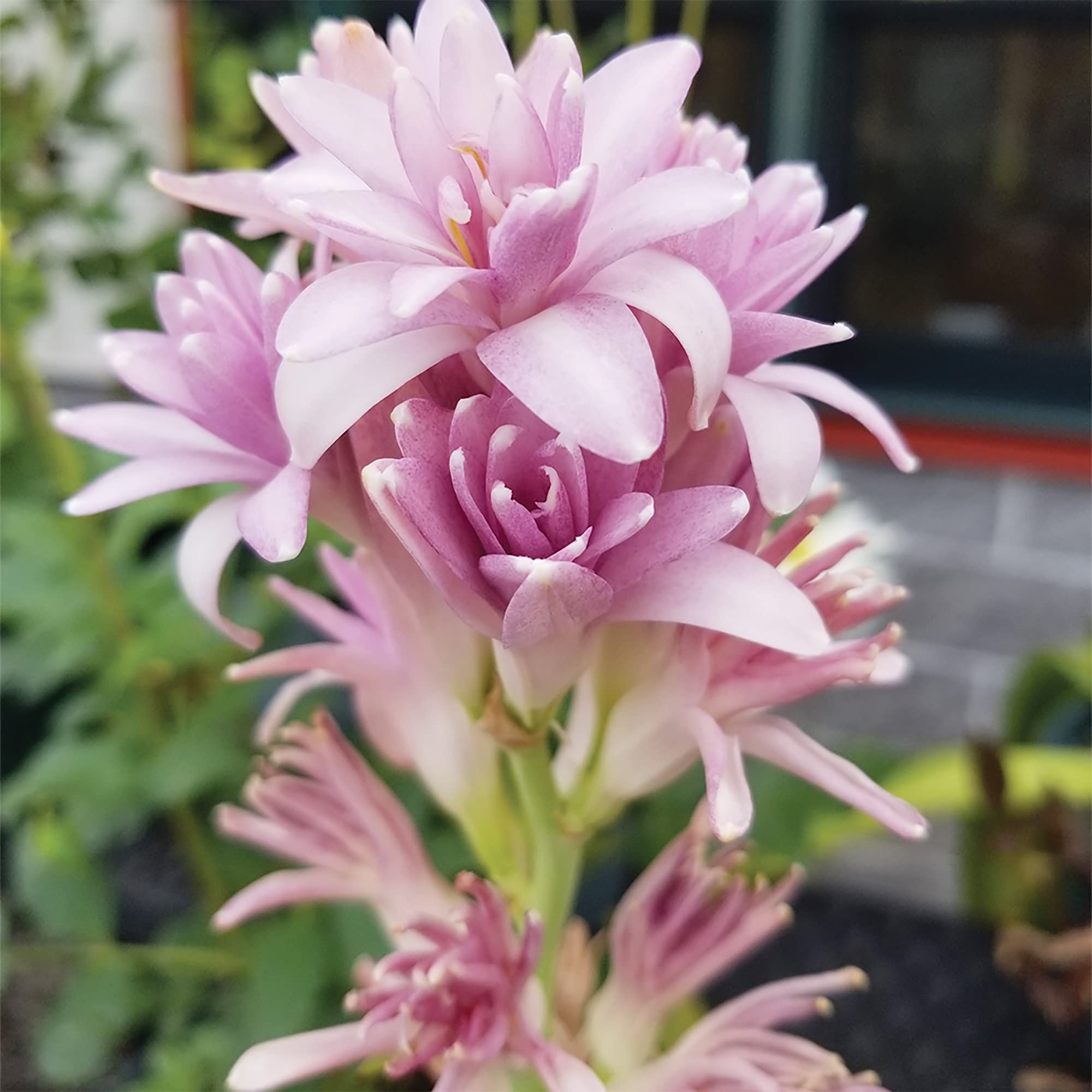 Amazon.com : QAUZUY GARDEN 50 Polianthes Tuberosa (Agave Amica) Seeds for  Planting | Very Fragrant Garden Flower Non-GMO Heirloom Seeds Attract Bees  Butterfly & Hummingbirds : Patio, Lawn & Garden