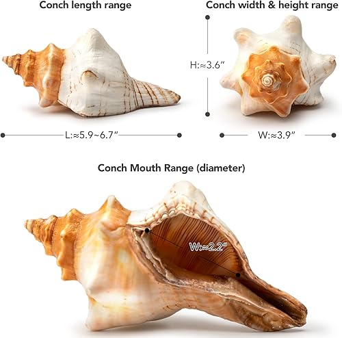 Miniatura 2 de Concha gigante natural de concha, concha de zorro a rayas (1 concha de 6 a 7 pulgadas), concha de mar grande para relleno de jarrón, plantas de