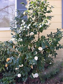 camellia　４点セット Camellia japonica - Common Bonsai,Shrub - Camellia, Japanese