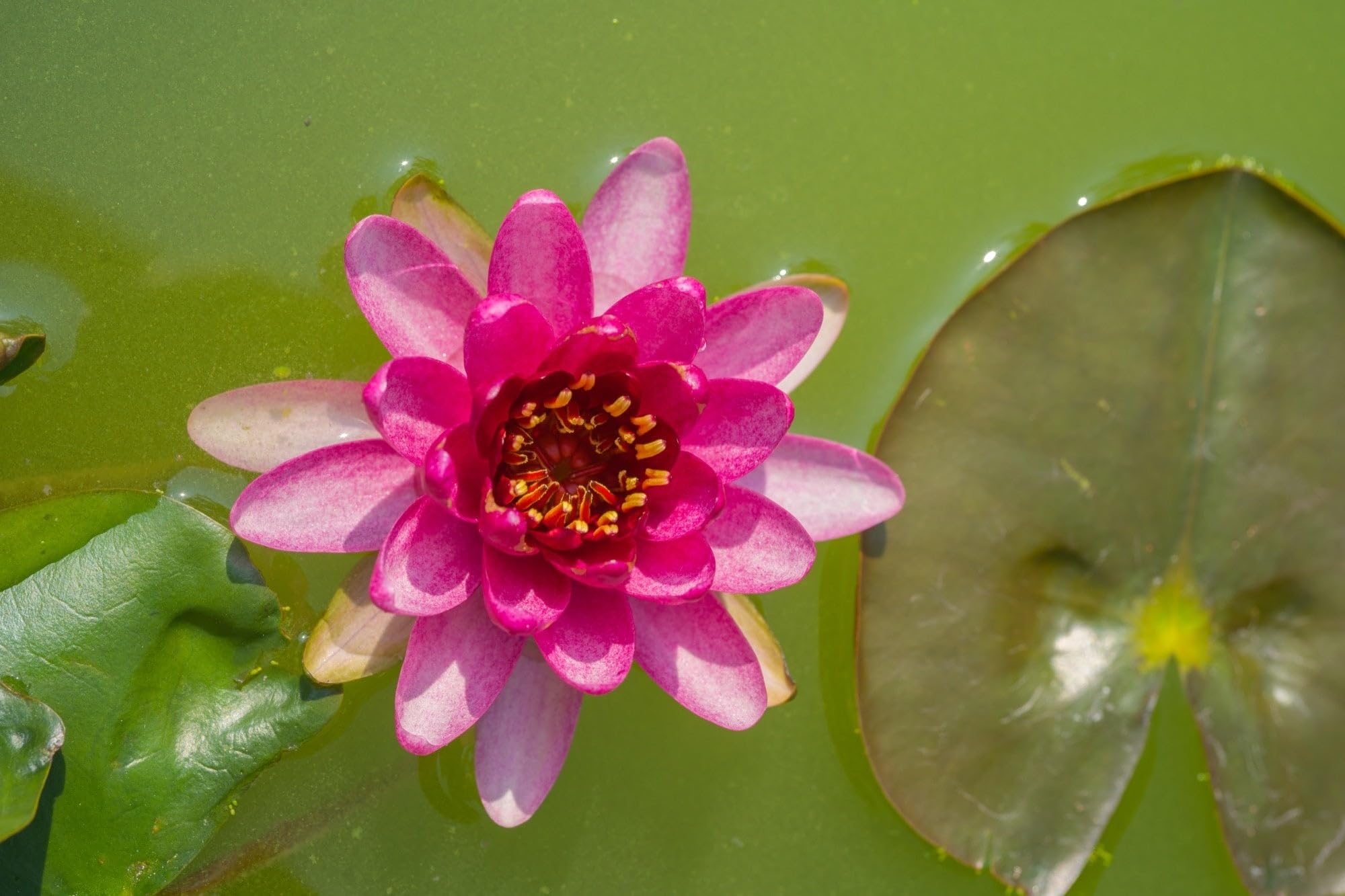 Lincolnshire Pond Plants Ltd - Laydekeri Fulgens Water Lily - Pond Plants - DW04-Potted