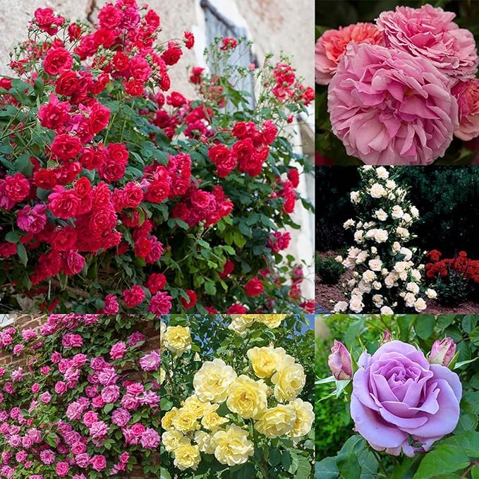 Climbing Rose Flower Seeds – Multicolour Hybrid, 95% Germination ...