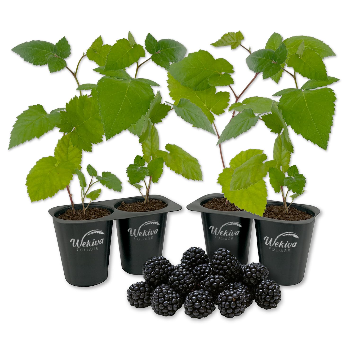 Wekiva Foliage Chester 4-Pack