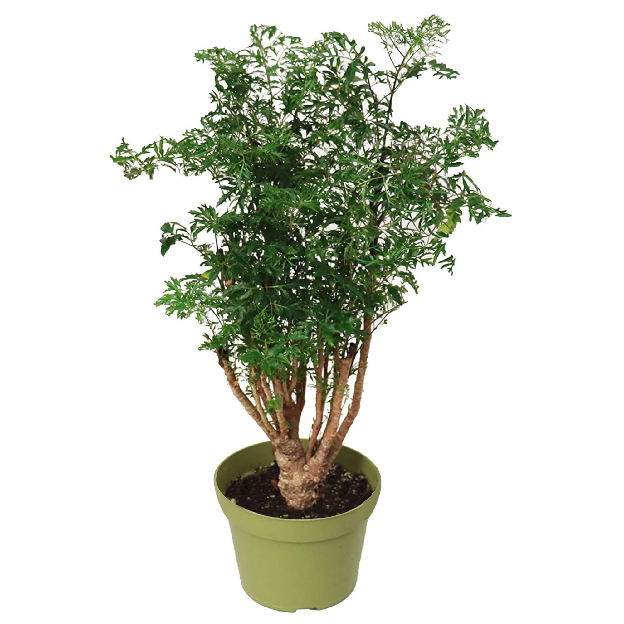 California Tropicals Ming Aralia Bonsai Tree