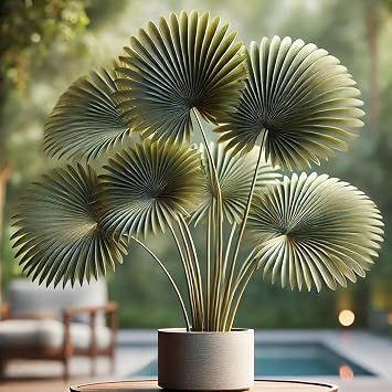Seeds Chinese Fan Palm/Livistona chinensis/Indoor/Perennial Tree