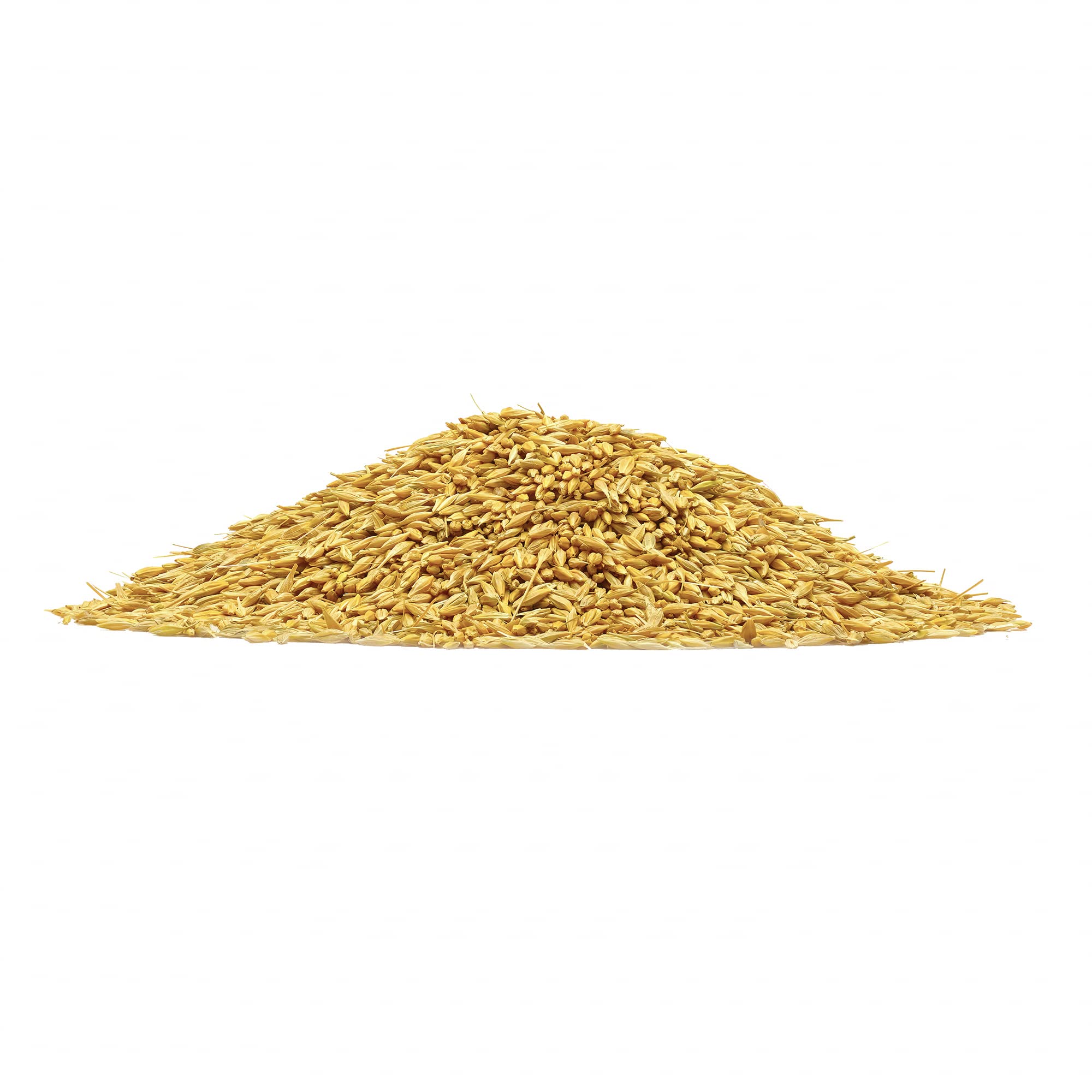 ANCHERY DRUGS Yavam, Organic Barley, Hordeum Vulgare, Jav, Jau, Yava (250 gms) 1