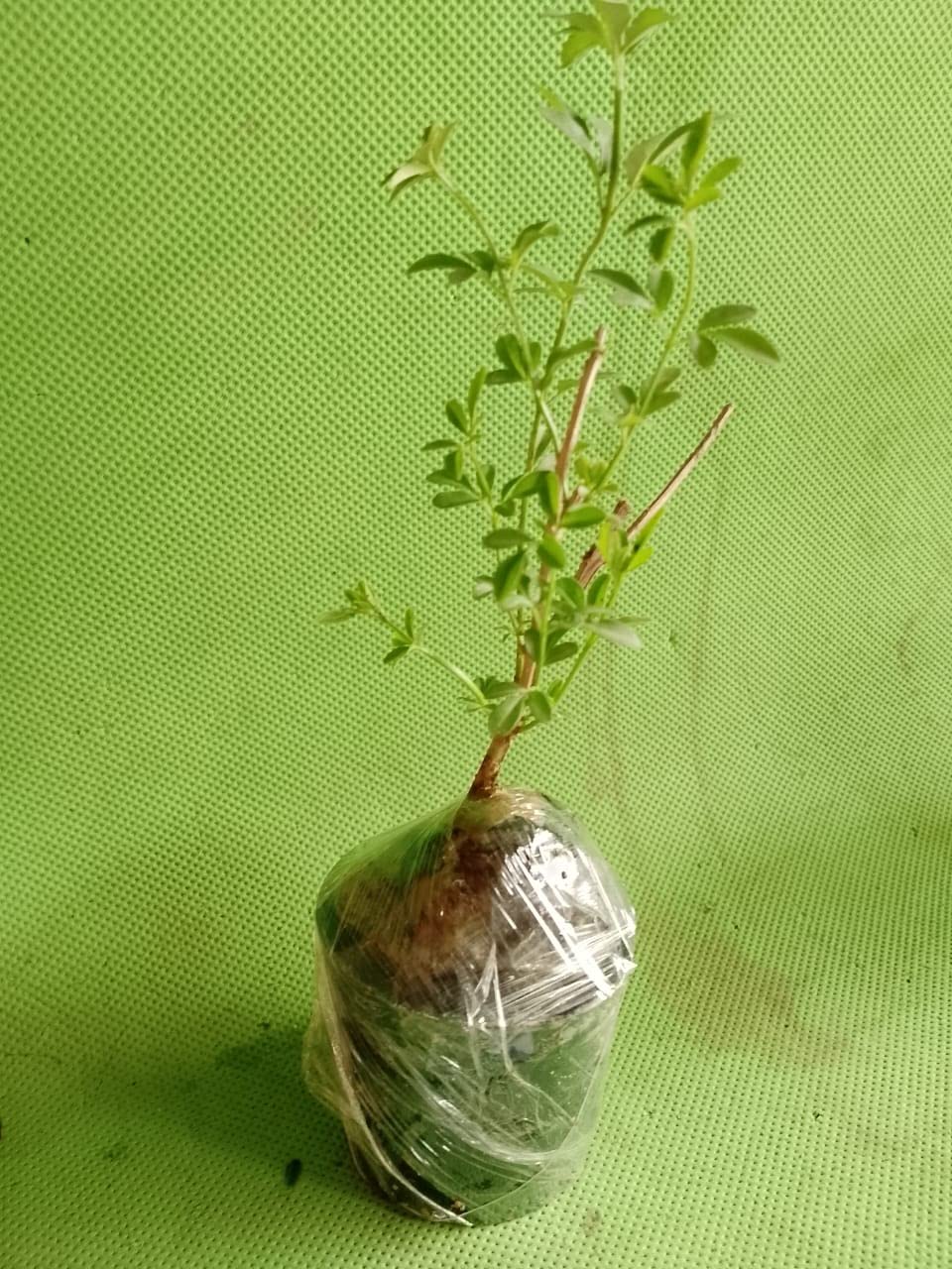WoFLoo Live Plant Chameli White color Indoor & Outdoor Live Flowering Plant with Pot (B0BX61WPQ7) Amazon Price History, Amazon Price Tracker
