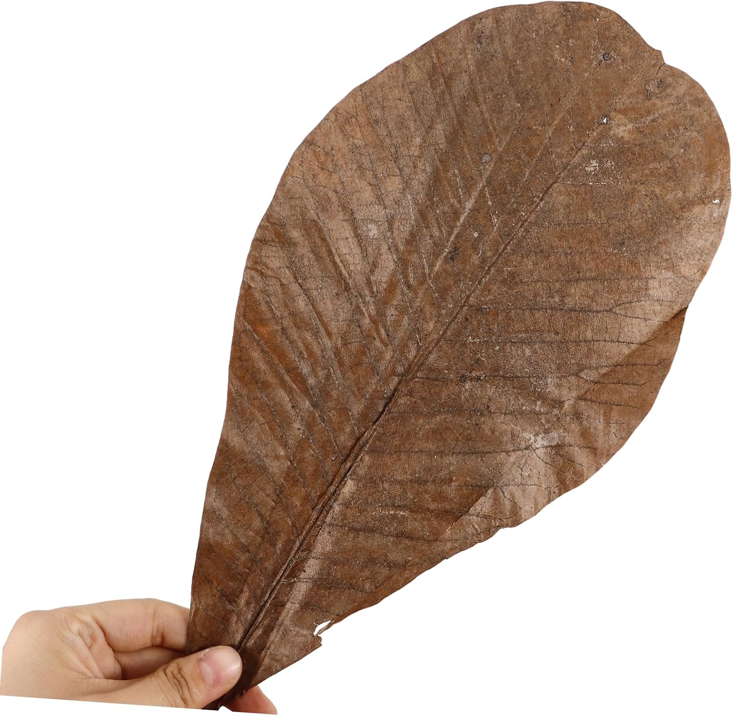 Mikinona 20pcs Sashimi Plate Leaf Decor DIY Sushi Making Mat Food Photography Props