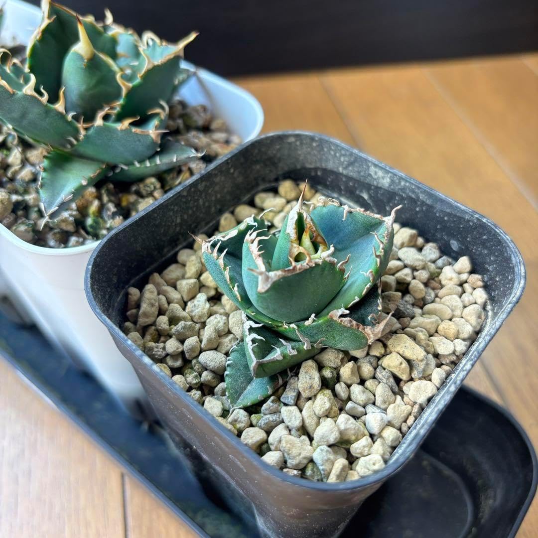 アガベ アガベ チタノタブルー 2023年実生 選抜 2株セット 【公式通販】