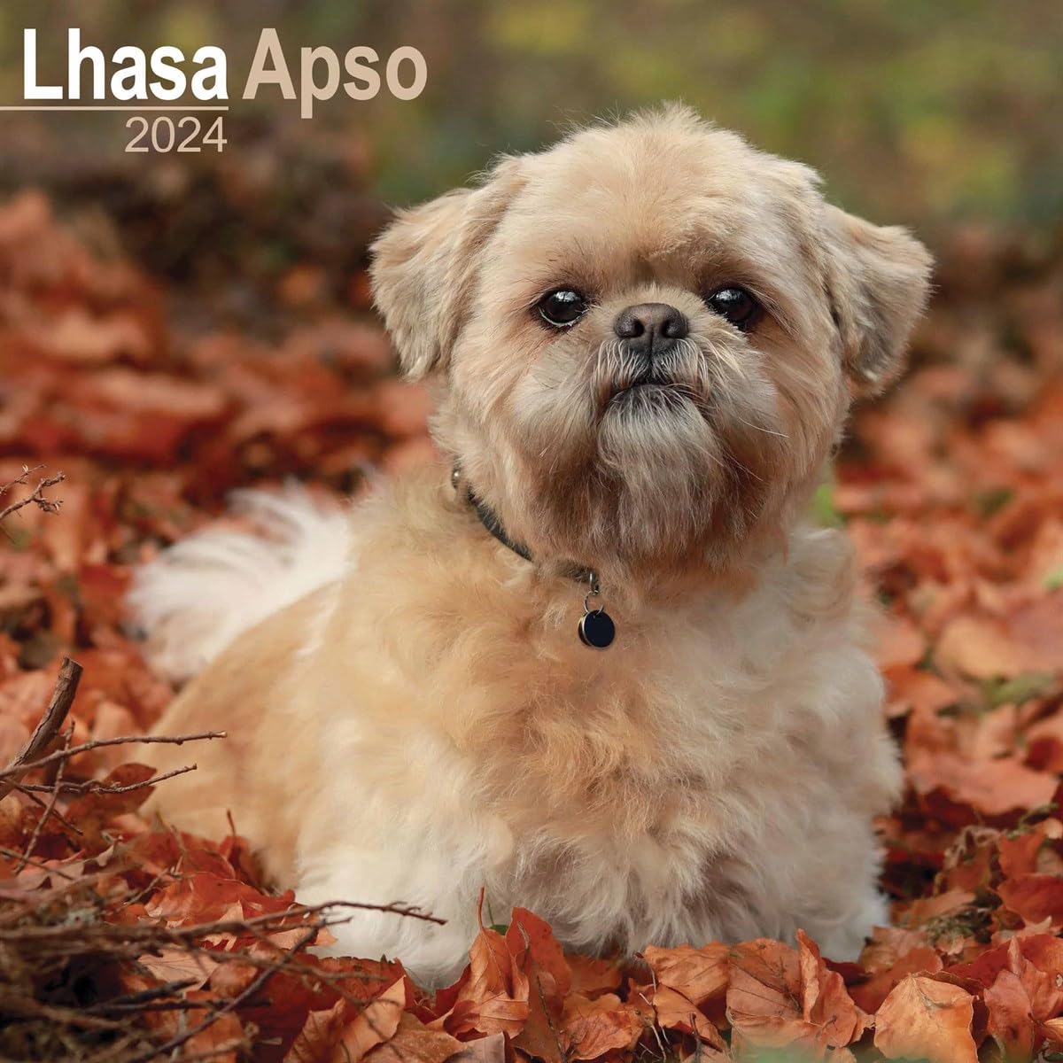 Lhasa Apso Calendar 2024 | Square Dog Breed Wall Calendar - 16 Month