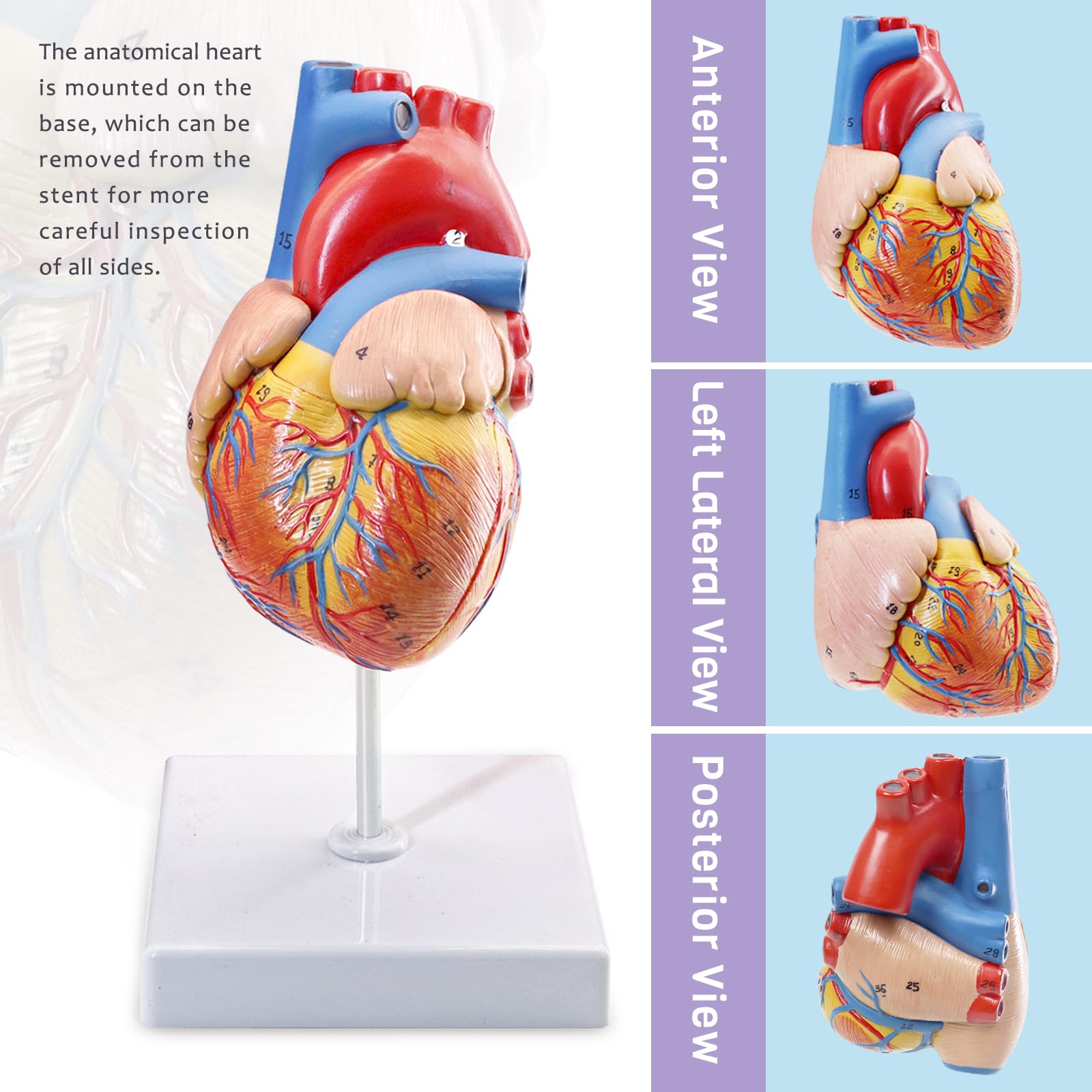 Modello di cuore umano, modello anatomico cardiaco a grandezza naturale in 2 parti, 48 strutture anatomiche numerate accurate con manuale numerico, magneti, base espositiva, per studio in aula e