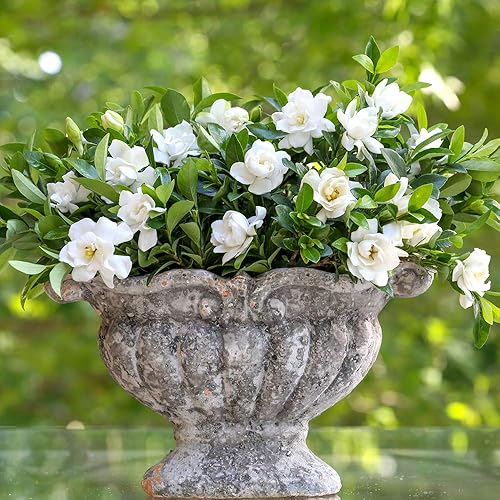 Vista 14 de Endless Summer Bloomstruck Hydrangea (2 galones) y Summer Crush Hydrangea Shrub (2 galones) Bundle