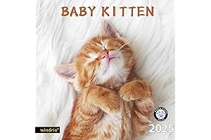 2024 2025 Wall Calendar: Adorning Your Walls with Precious Feline Festivity