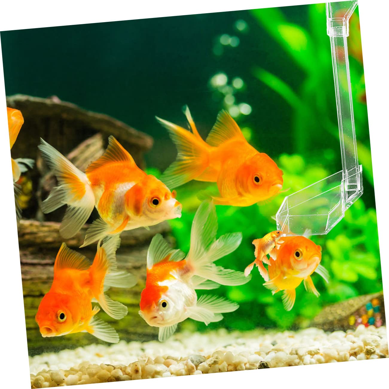 Mipcase 2piezas Comedero para Acuario De Camarones y Peces Diseño Estructural Material Acrílico Alimentación Precisa Desperdicio para Peceras y Acuarios De Agua Dulce