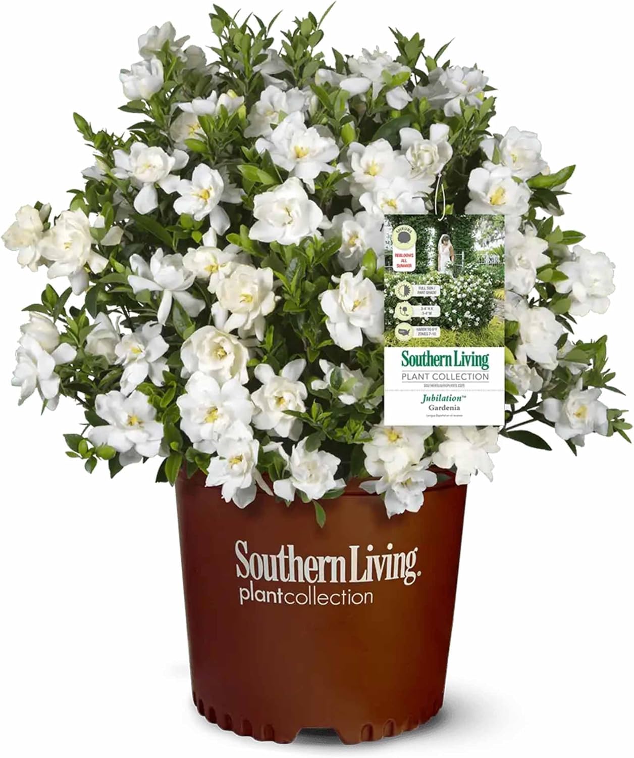 Perfect Plants Jubilation Gardenia by Southern Living in 1 Gal. Grower’s Pot | Fragrant, Compact White Flowering Shrub | Blooms Spring Through Fall | Attracts Pollinators | Easy to Grow | Zones 7-10