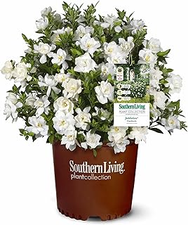 Perfect Plants Jubilation Gardenia by Southern Living in 1 Gal. Grower’s Pot | Fragrant, Compact White Flowering Shrub | Blooms Spring Through Fall | Attracts Pollinators | Easy to Grow | Zones 7-10