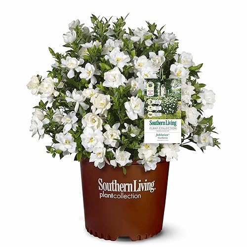 Perfect Plants Jubilation Gardenia by Southern Living in 1 Gal.