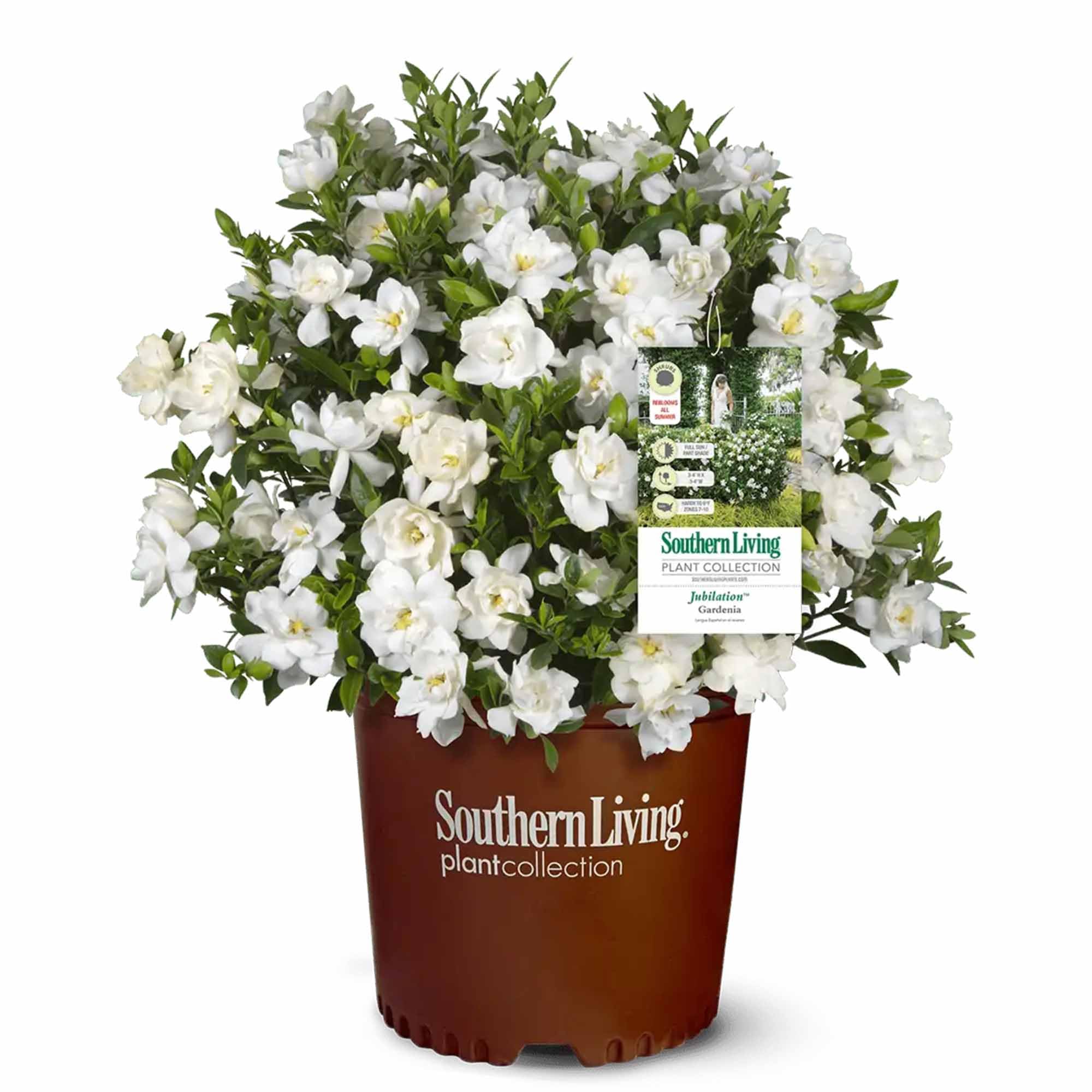 Jubilation Gardenia