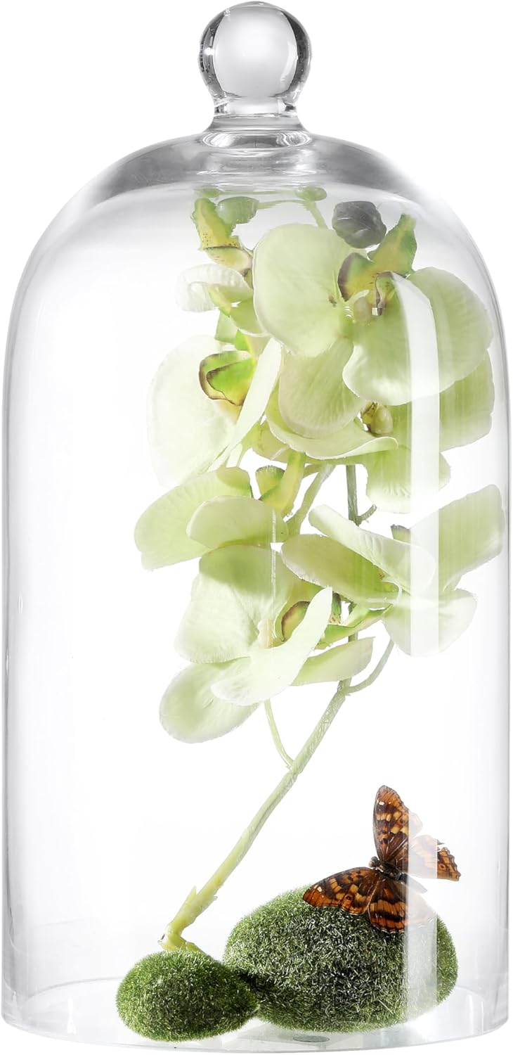 KMwares Clear Glass Display Dome Cloche Bell Jar Tabletop Decorative Case Covered Plants/Food (Medium)
