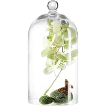 KMwares Clear Glass Display Dome Cloche Bell Jar Tabletop Decorative Case Covered Plants/Food Medium