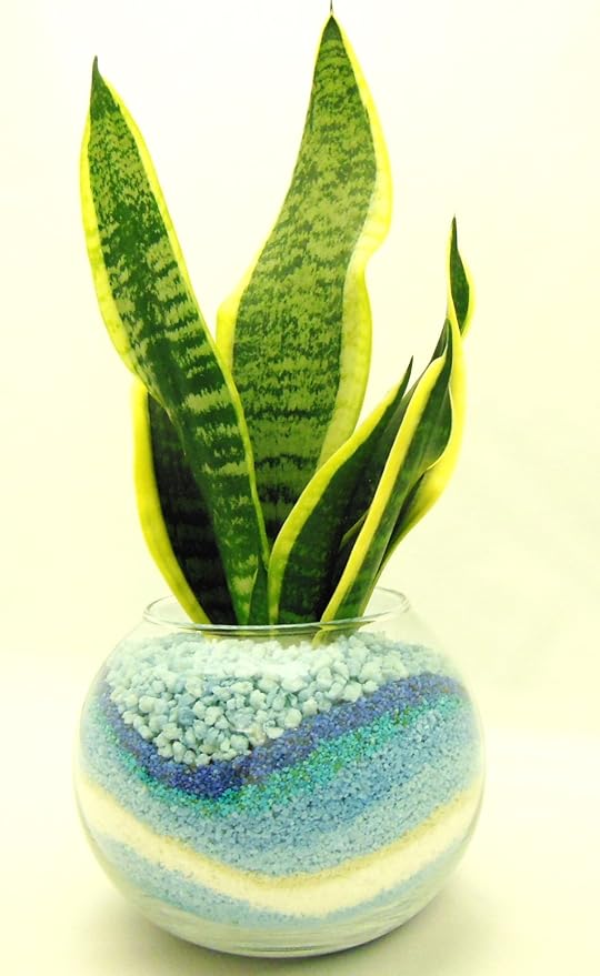 Amazon 観葉 植物 サンセベリア ハイドロカルチャー ガラス植え M ブルー お手入れ簡単 室内で安心な土を使わない水耕栽培 お部屋にグリーンを置いてきれいな空気でリラックス 観葉植物 オンライン通販