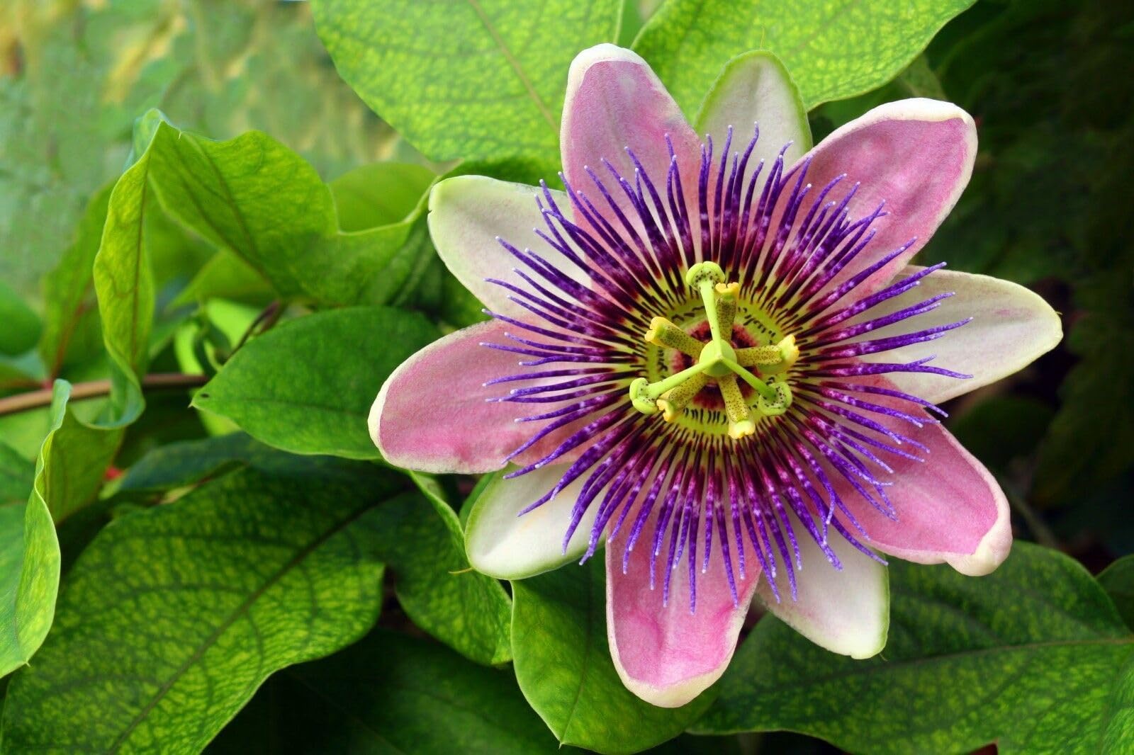 Buy4seeds 20 Seeds Passiflora Incarnata Passion Flower Purple Viable Seeds Easy to Grow Garden